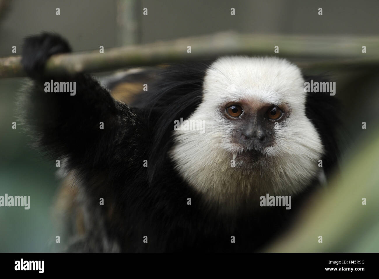White head bundle monkey, Callithrix geoffroyi, portrait, Stock Photo