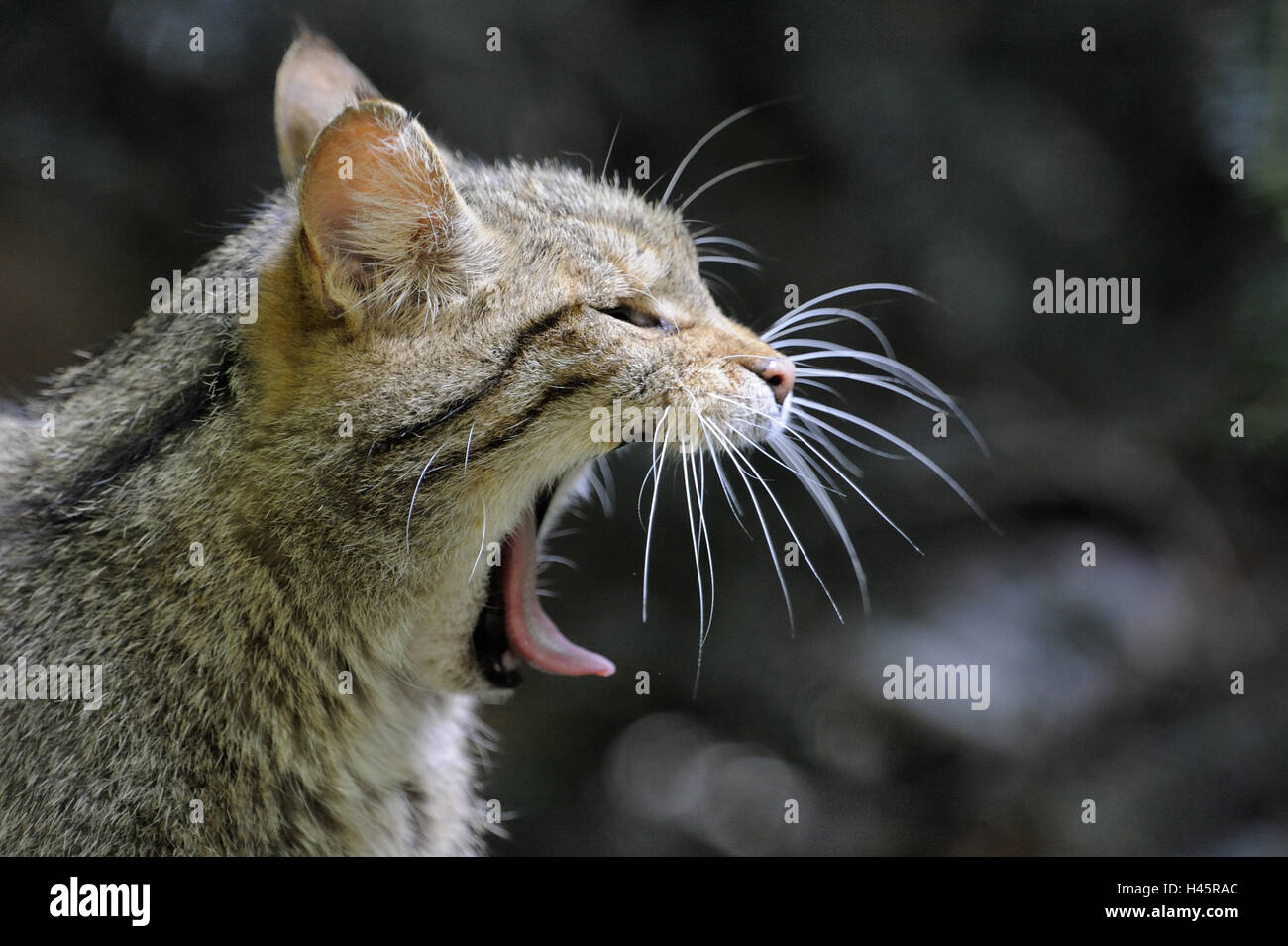 Wildcat, Felis silvestris, yawn, page portrait, Stock Photo