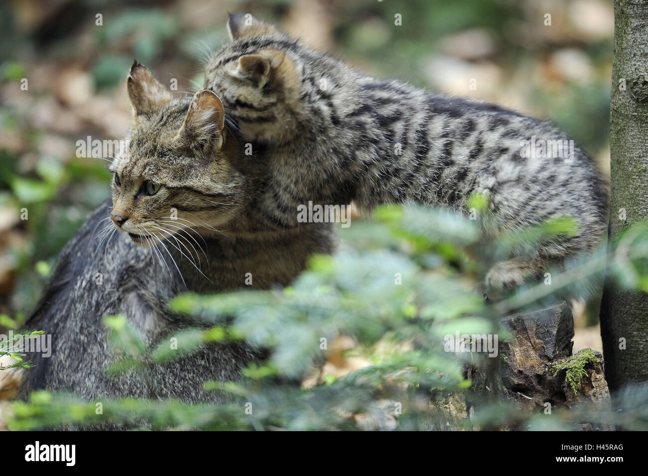 Wildcat, Felis silvestris, mother animal, young animal, Stock Photo