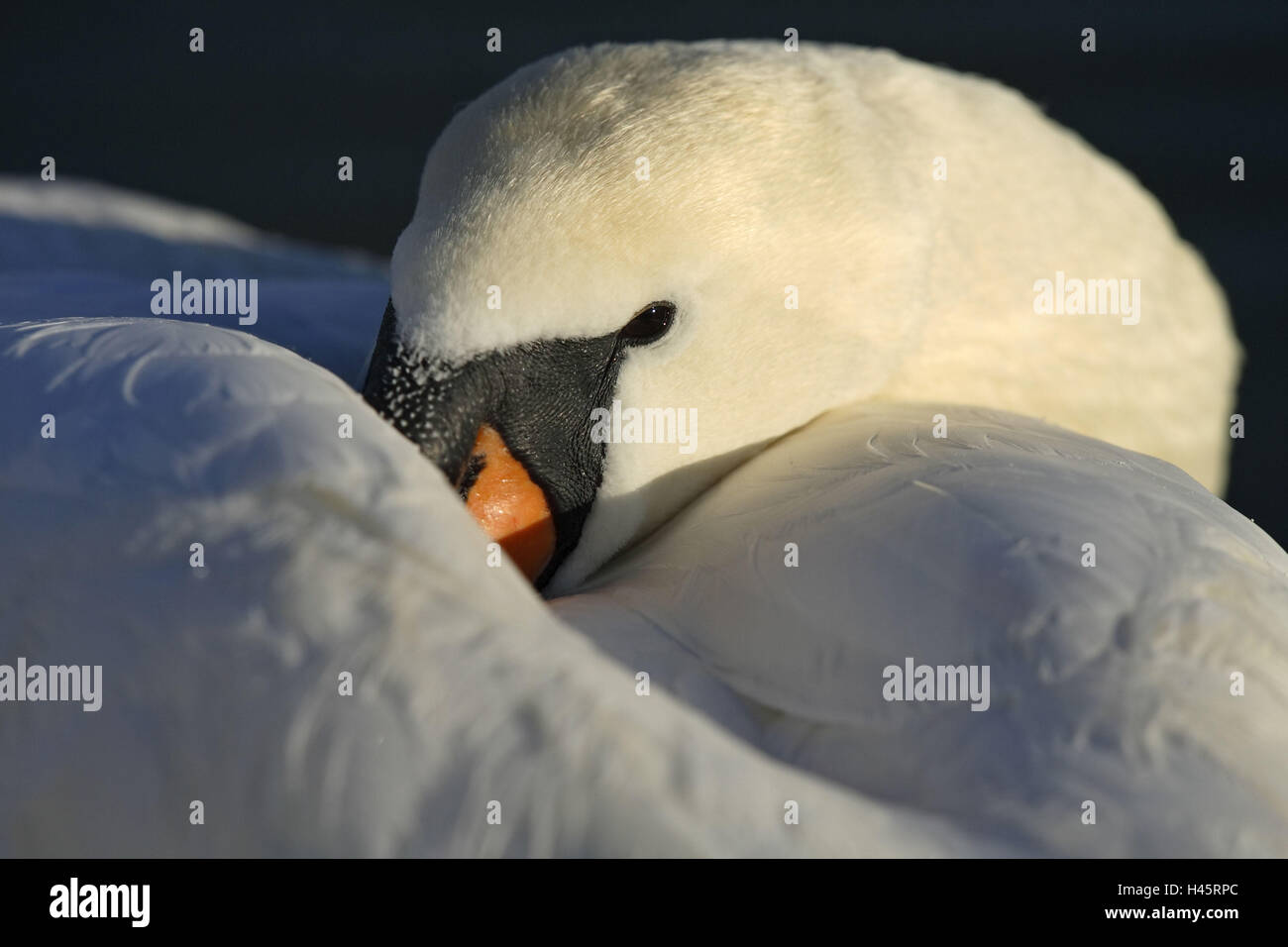 Sleeps hump-swan, Cygnus olor, resting, close-up, Stock Photo