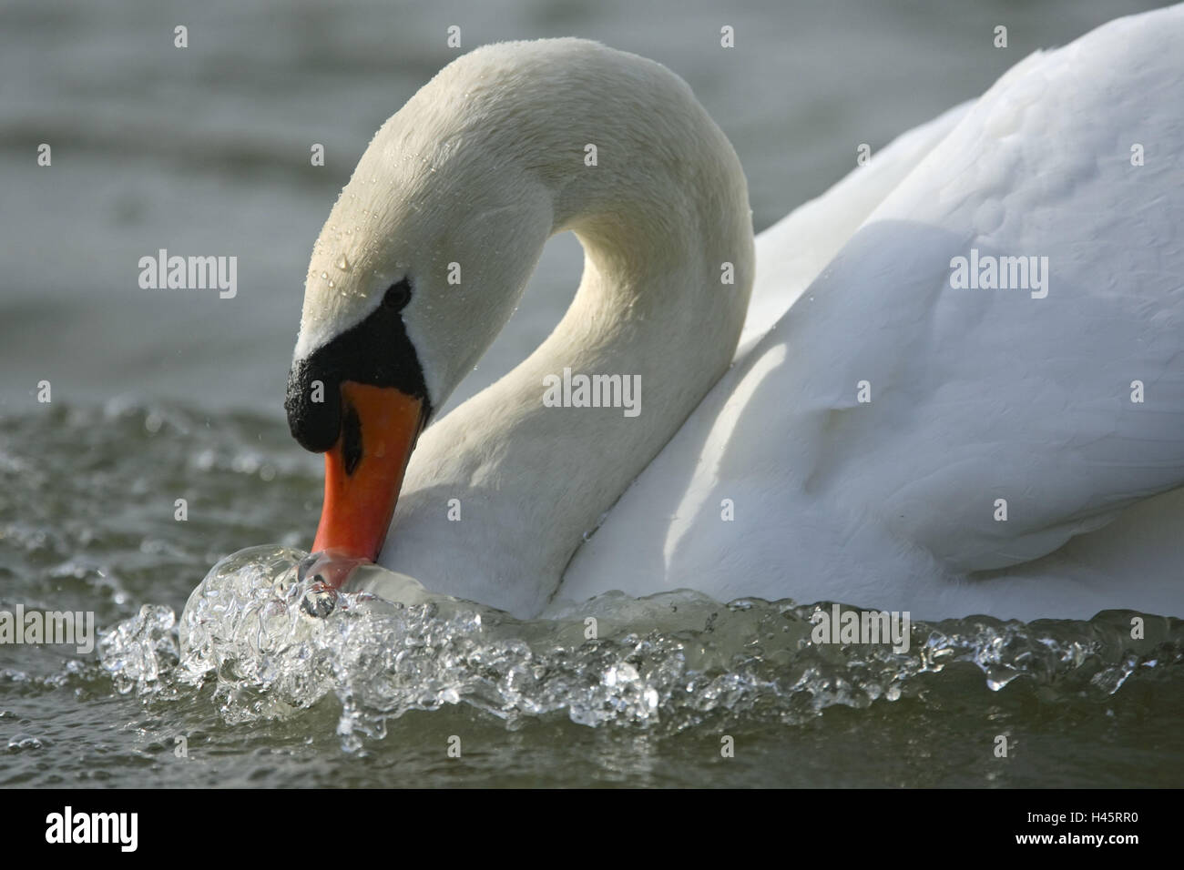 Hump-swan, Cygnus olor, water, courtship-behaviour, Stock Photo