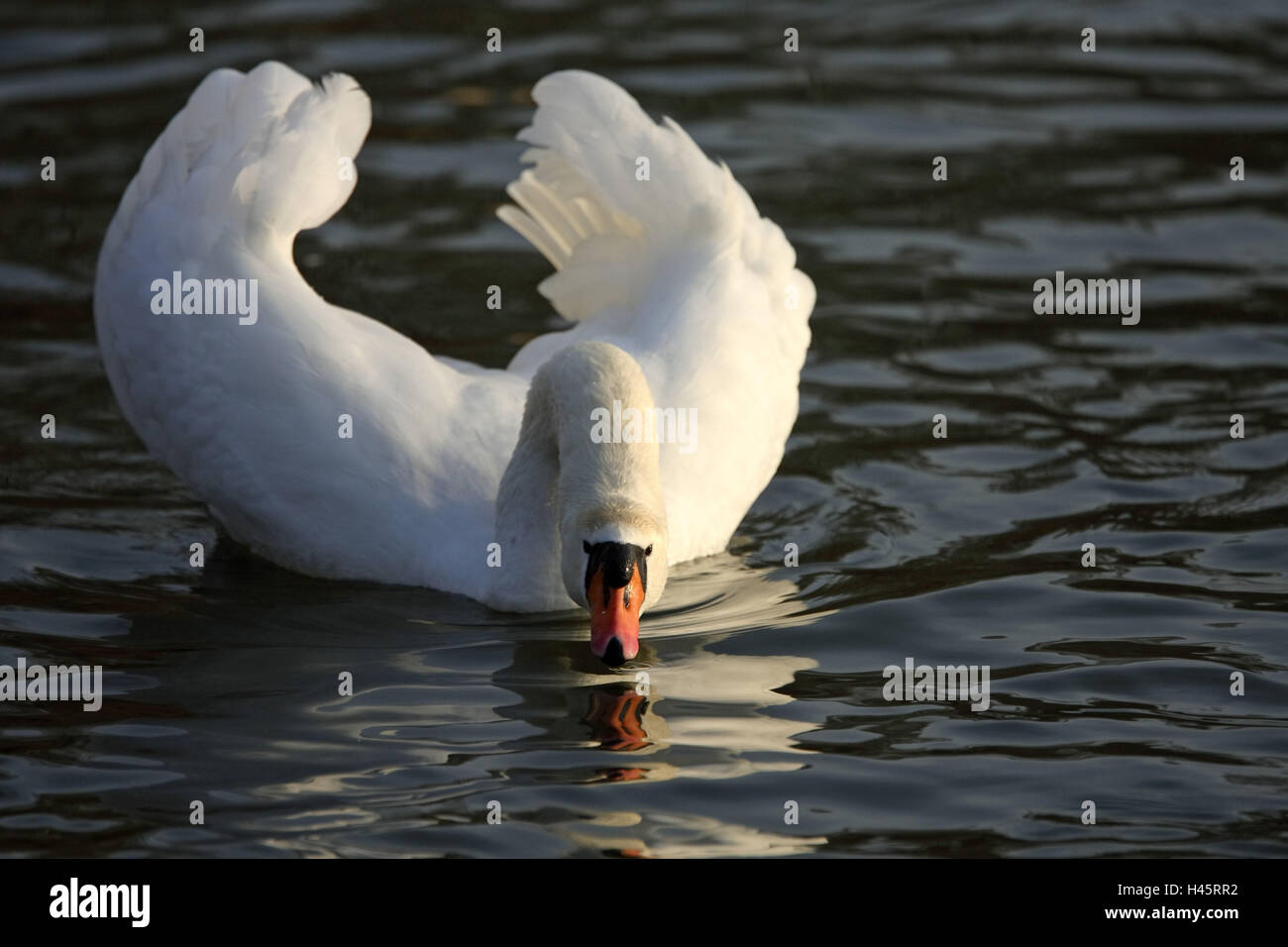 Hump-swan, Cygnus olor, water, courtship-behaviour, Stock Photo