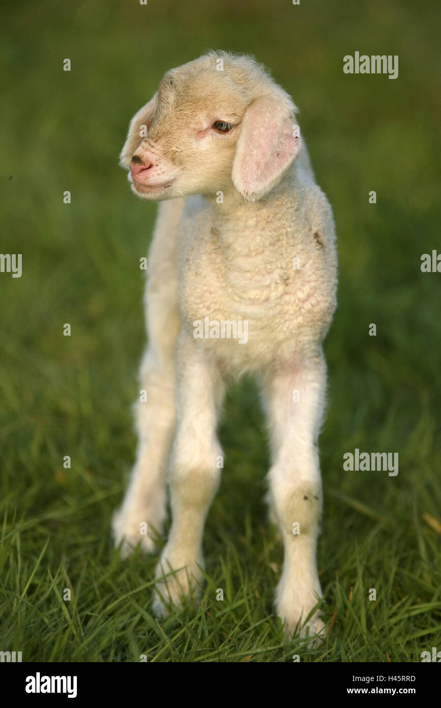 merino sheep, lamb, Stock Photo