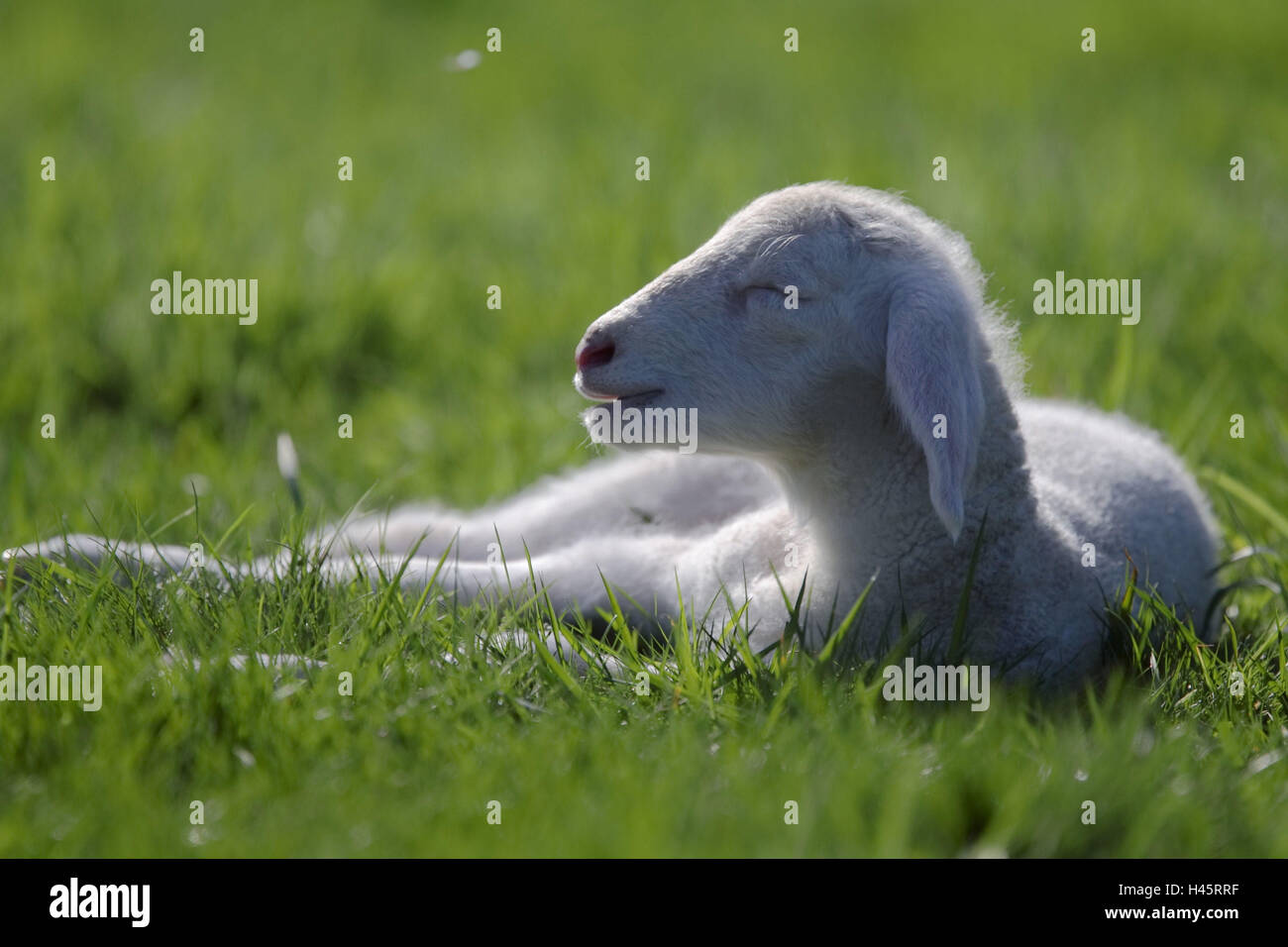 merino sheep, lamb, meadow, lying, Stock Photo