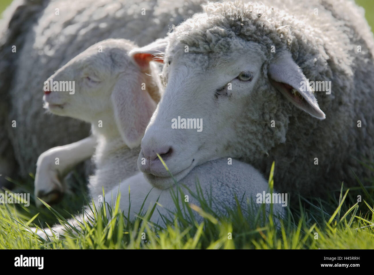 merino sheeps, lamb, dam, meadow, lie Stock Photo Alamy