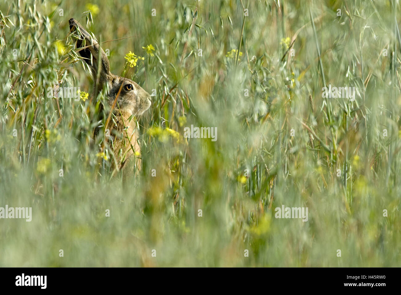 Grass, field hare, Lepus europaeus, sit, look out, mammal, animal, hare, hare-like, Leporidae, fur, brown, hare's ears, sit, hide, view, attention, tread, side view, flowers, nature, Stock Photo