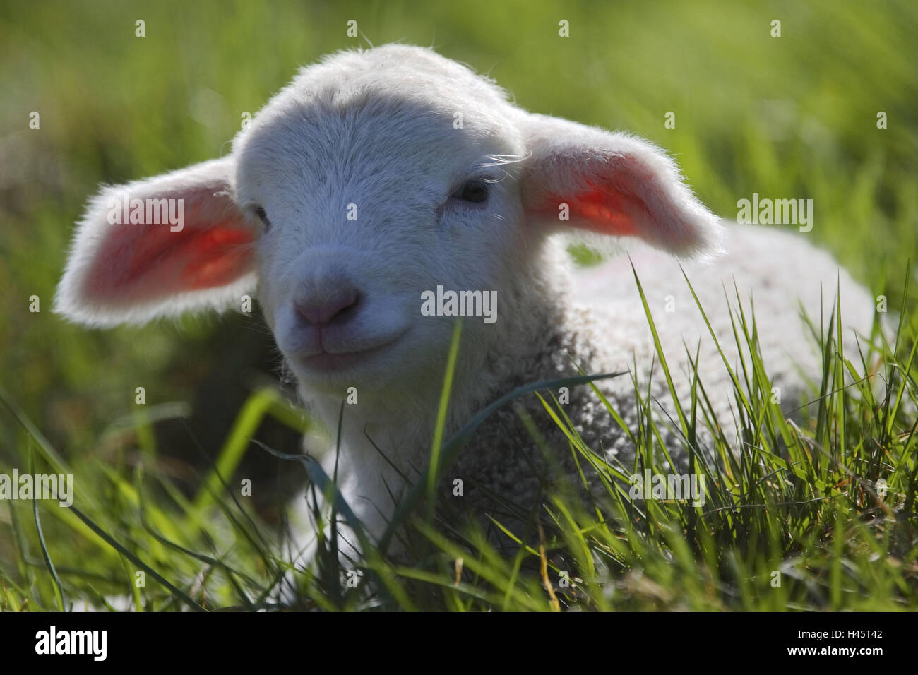 merino sheep, lamb, meadow, lying, Stock Photo