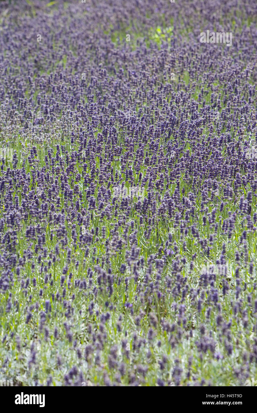 Field, lavender, Lavandula angustifolia, blossom, mauve, Stock Photo