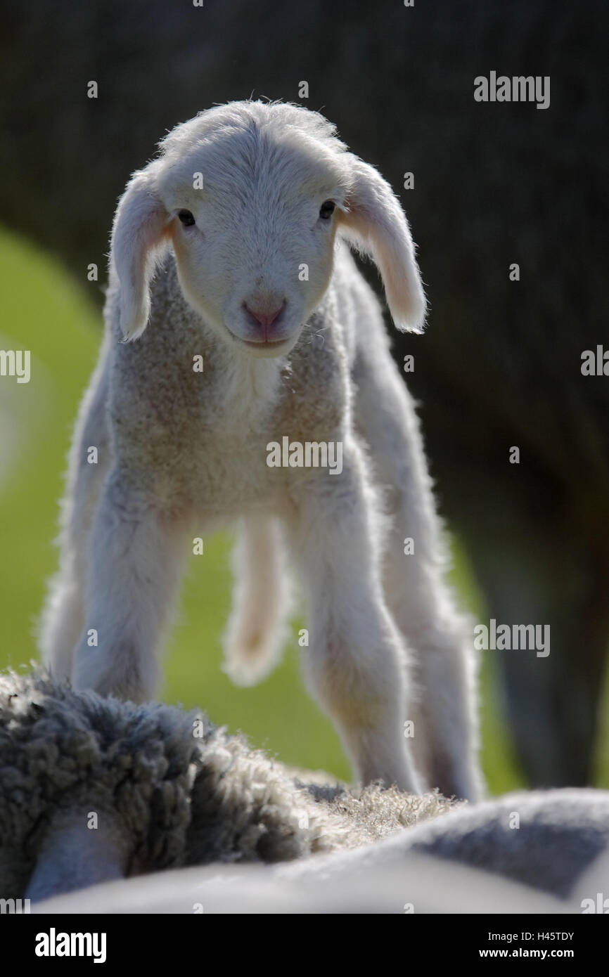 merino sheeps, lamb, dam, backs, stand, Stock Photo