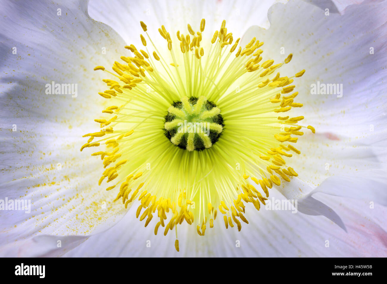 Poppy, stamen, close-up Stock Photo - Alamy