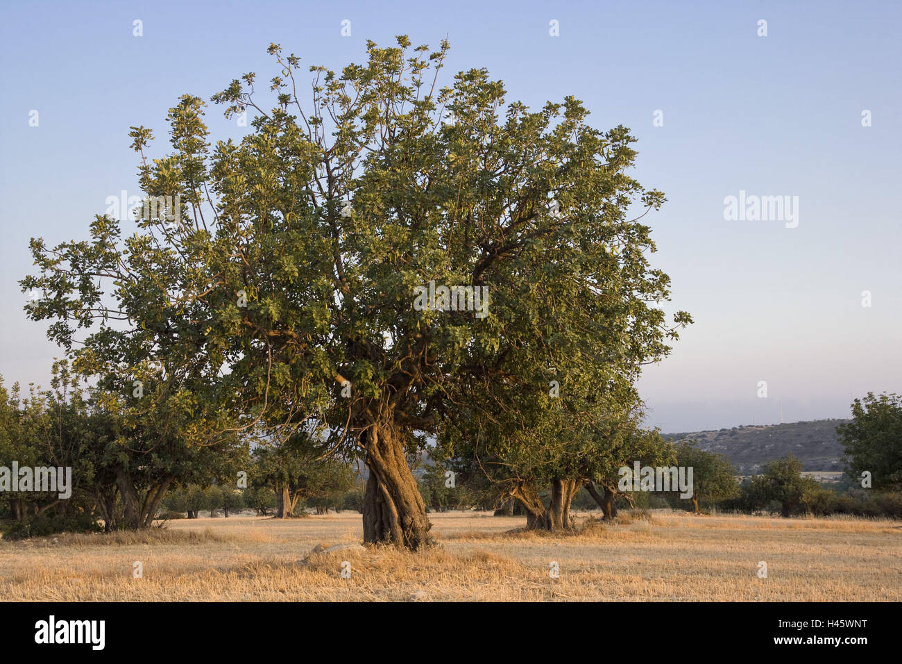 Carob tree ceratonia siliqua hires stock photography and images Alamy