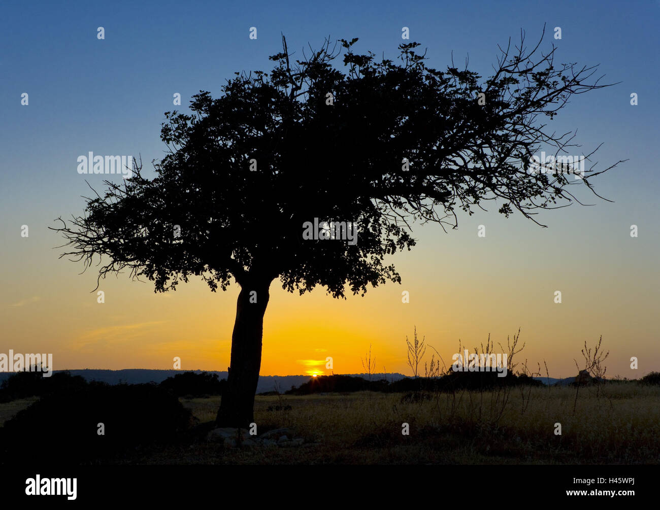 Cyprus, Pissouri, plateau, tree, crooked, silhouette, sundown, Stock Photo