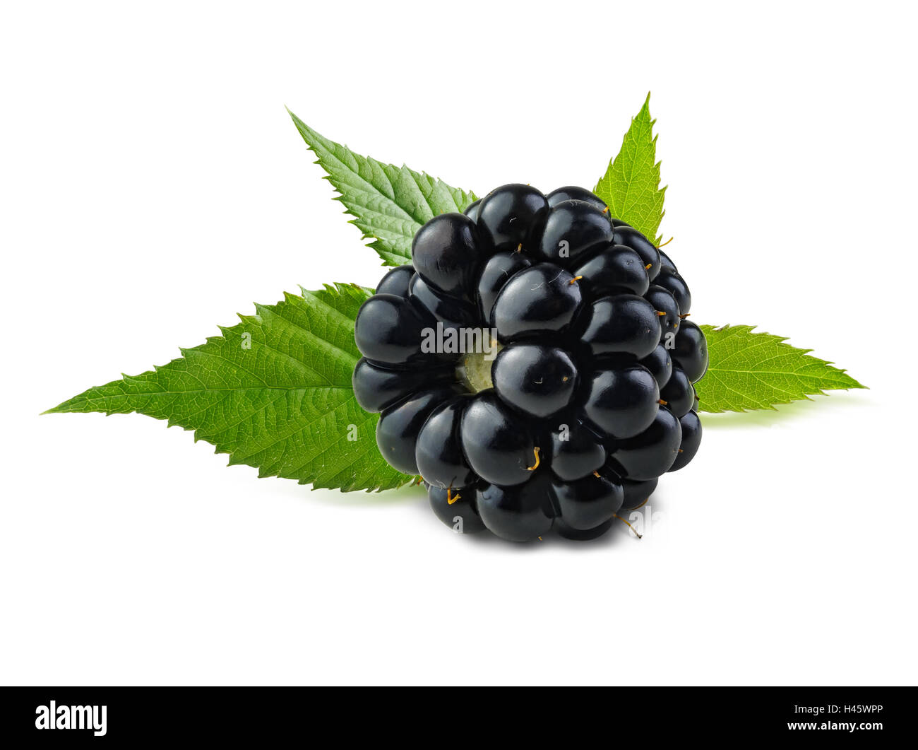 Blackberry. Ripe fresh blackberry isolated on white background with green leaves behind berry. Stock Photo
