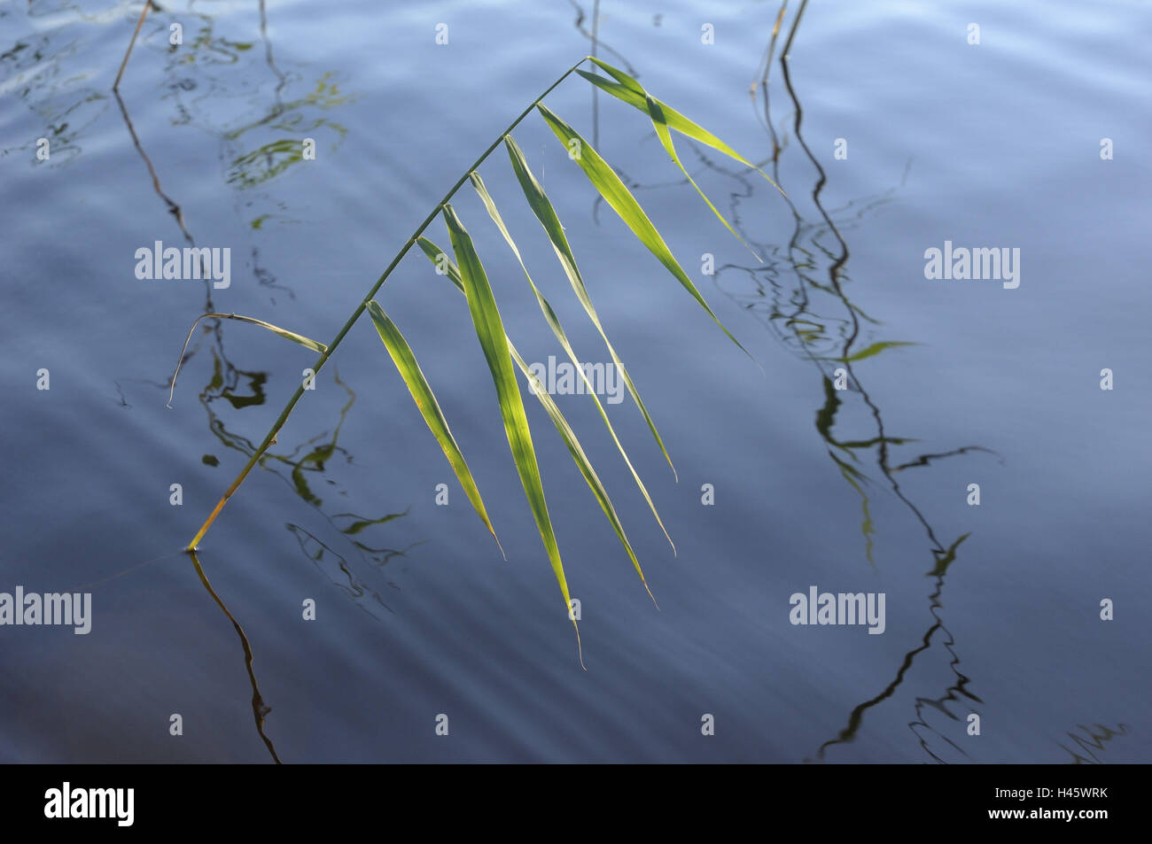 Reed, water, mirroring Stock Photo Alamy