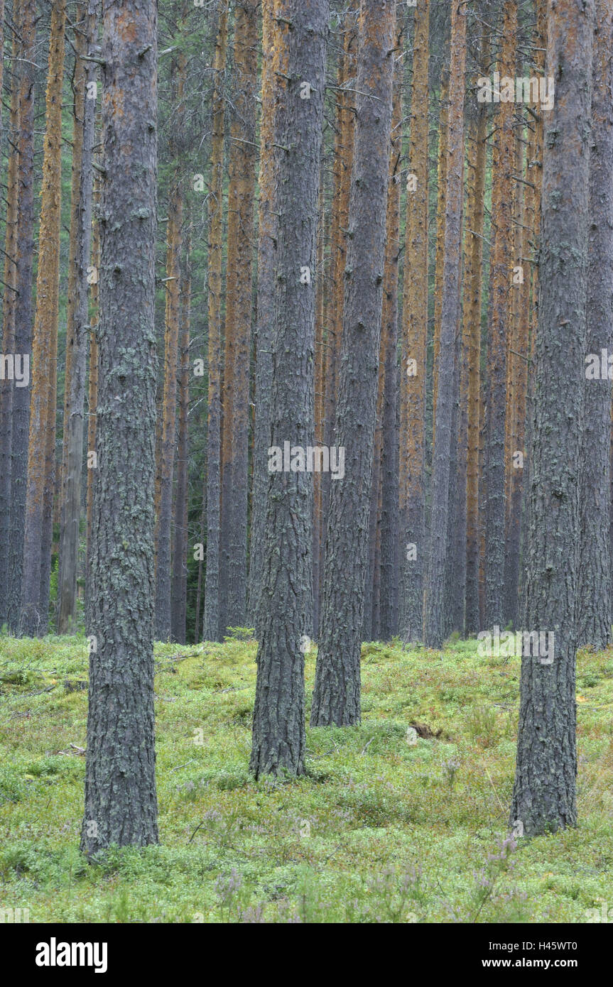 Pinus sylvestris forest hi-res stock photography and images - Alamy