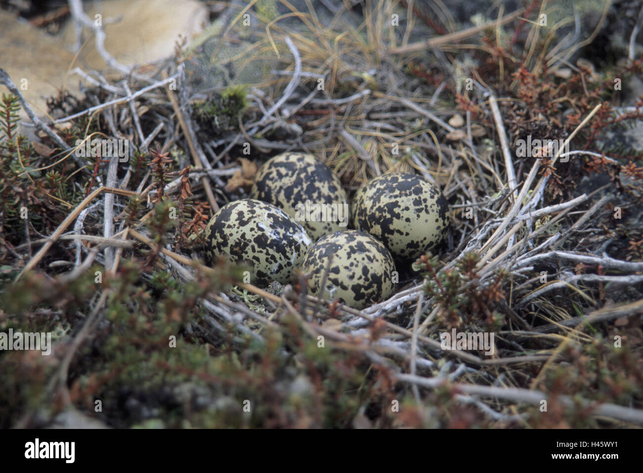 Laburnum Piper Pluvialis Apricaria Nest Eggs Stock Photo Alamy