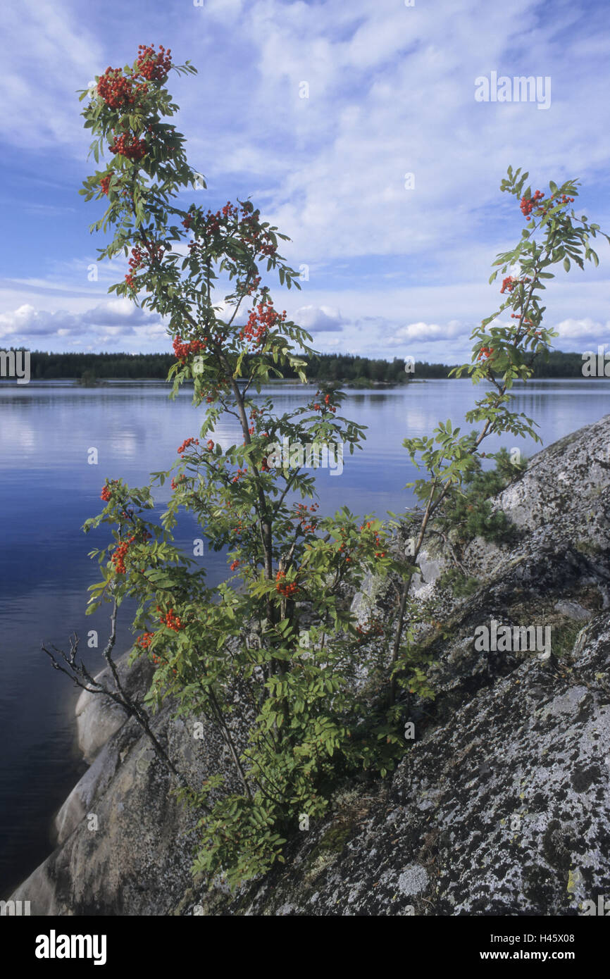 Finnish lowland plain full lakes, lake, birdbeerbaum, islands, wood, Finland, Rantasalmi, NP Linnansaari, Stock Photo