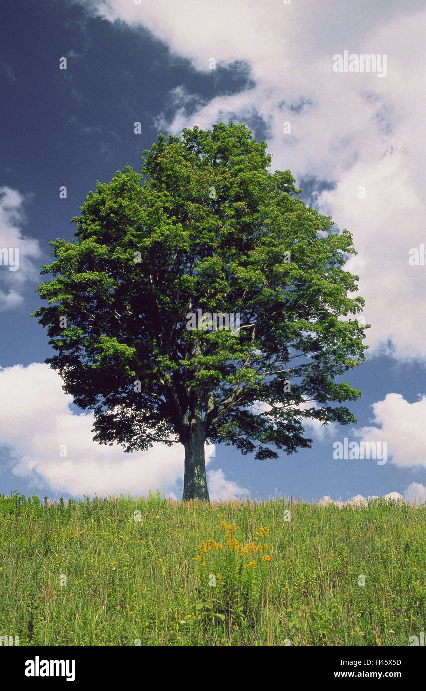 Maple tree, summer, season, broad-leaved tree, leaves, green, heaven, clouds, meadow, plant, tree, Stock Photo