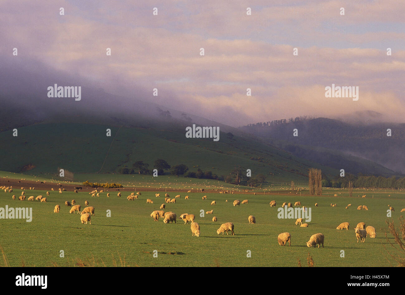 New Zealand, South Iceland, pasture, sheep, scenery, meadow, graze, heaven, cloudies, dusk, agriculture, grass, nature, cattle, field, Stock Photo
