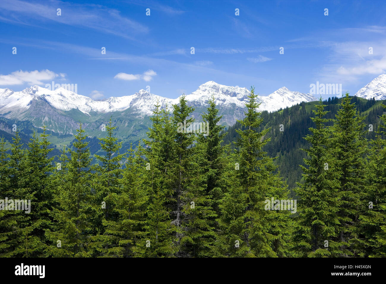 Switzerland, Graubuenden, wood, view, fir points, Stock Photo