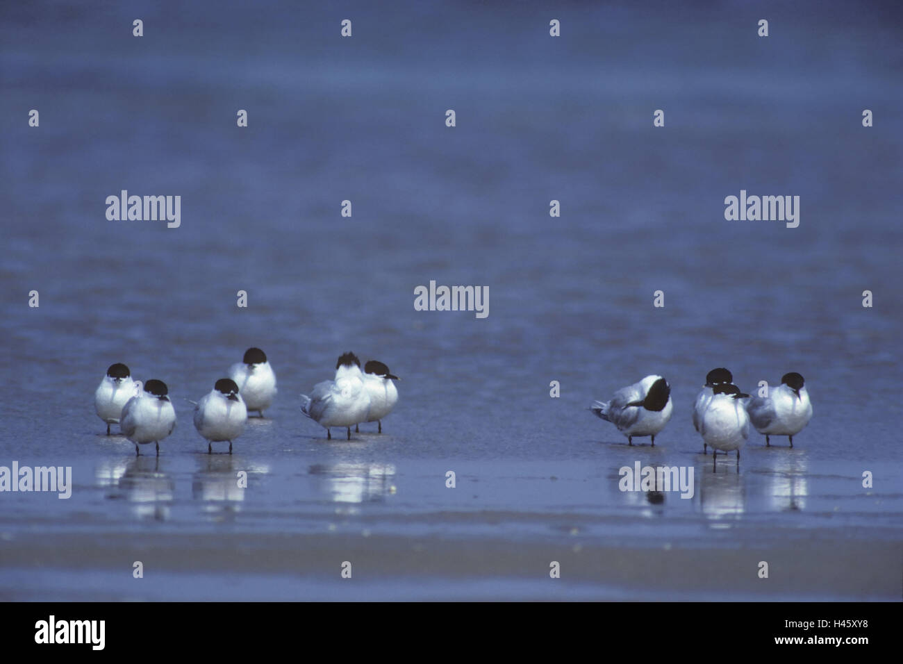 Fire terns, sterna sandvicensis, shore, water, stand, Stock Photo
