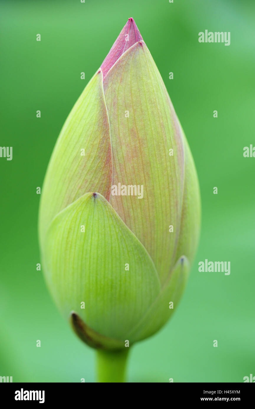 Indian lotus, Nelumbo nucifera, bud, Stock Photo