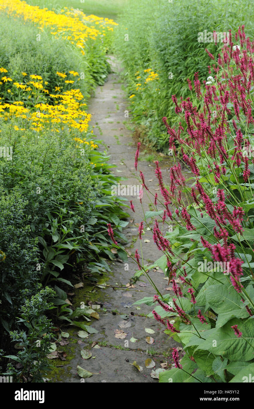 Garden path, Kerzenknöterich, Polygonum amplexicaule, Stock Photo