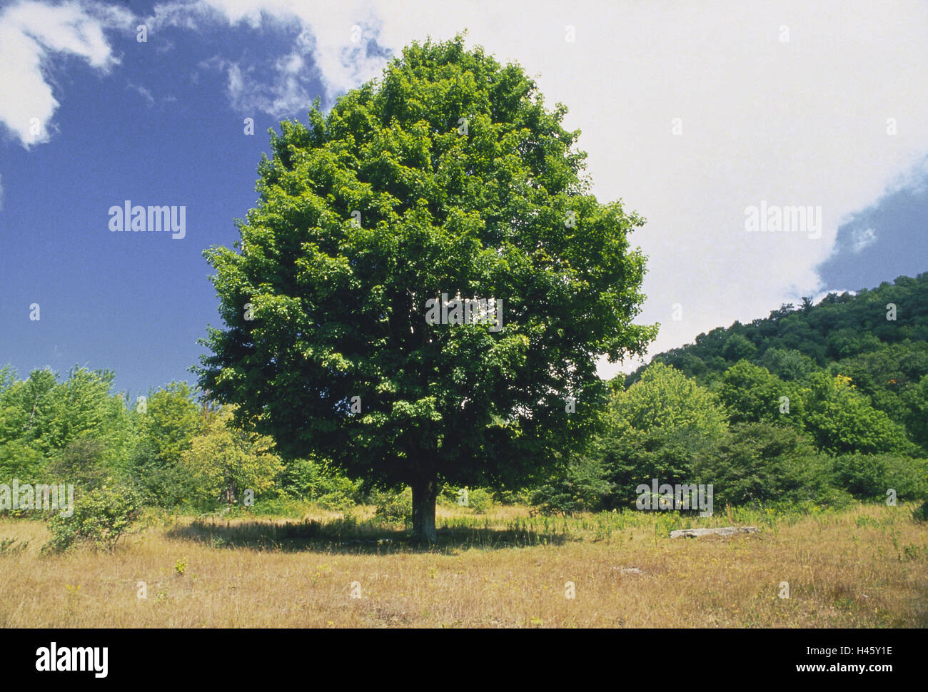Maple tree, summer, season, broad-leaved tree, leaves, green, heaven, clouds, shrubs, meadow, shade, plant, tree, Stock Photo