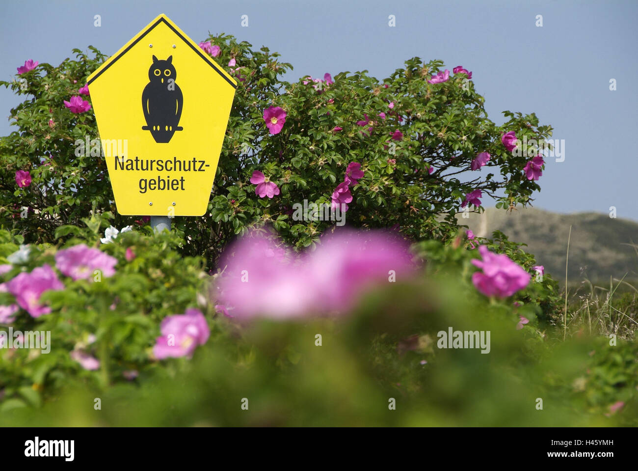 Sylt Rose Stock Photos Sylt Rose Stock Images Alamy