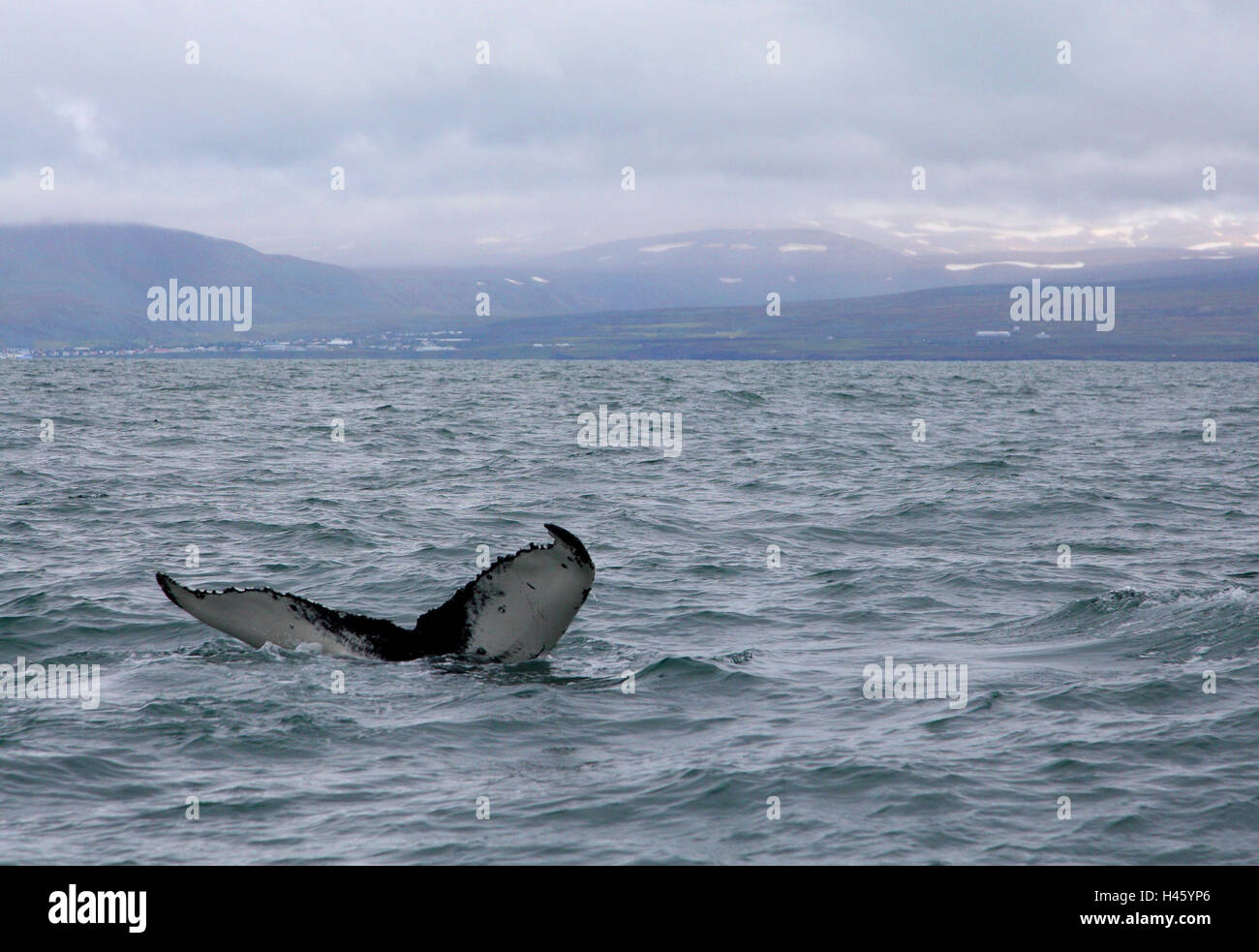 Humpback whale, sea, coast, Iceland, Stock Photo