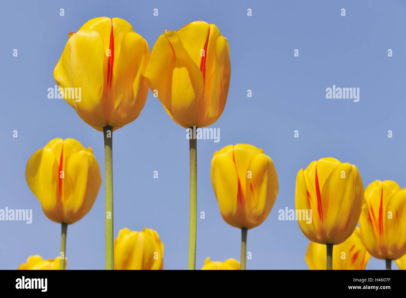 Garden tulips, Tulipa gesneriana, heaven, blue, garden tulips, tulips, lily plants, flowers, spring flowers, tulip blossoms, blossoms, petals, yellow, red, blossom, blossom, stalk, botany, detail, flora, cut out, nature, sunshine, Stock Photo