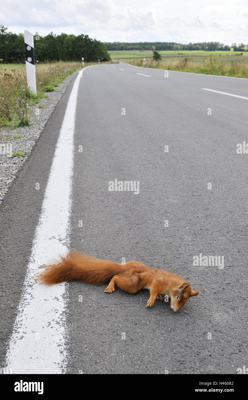 Street, squirrel, Sciurus vulgaris, deadly, country road, traffic, roadside, pavement, animal, rodent, lie, cross, animal accident, accident, deserted, Stock Photo