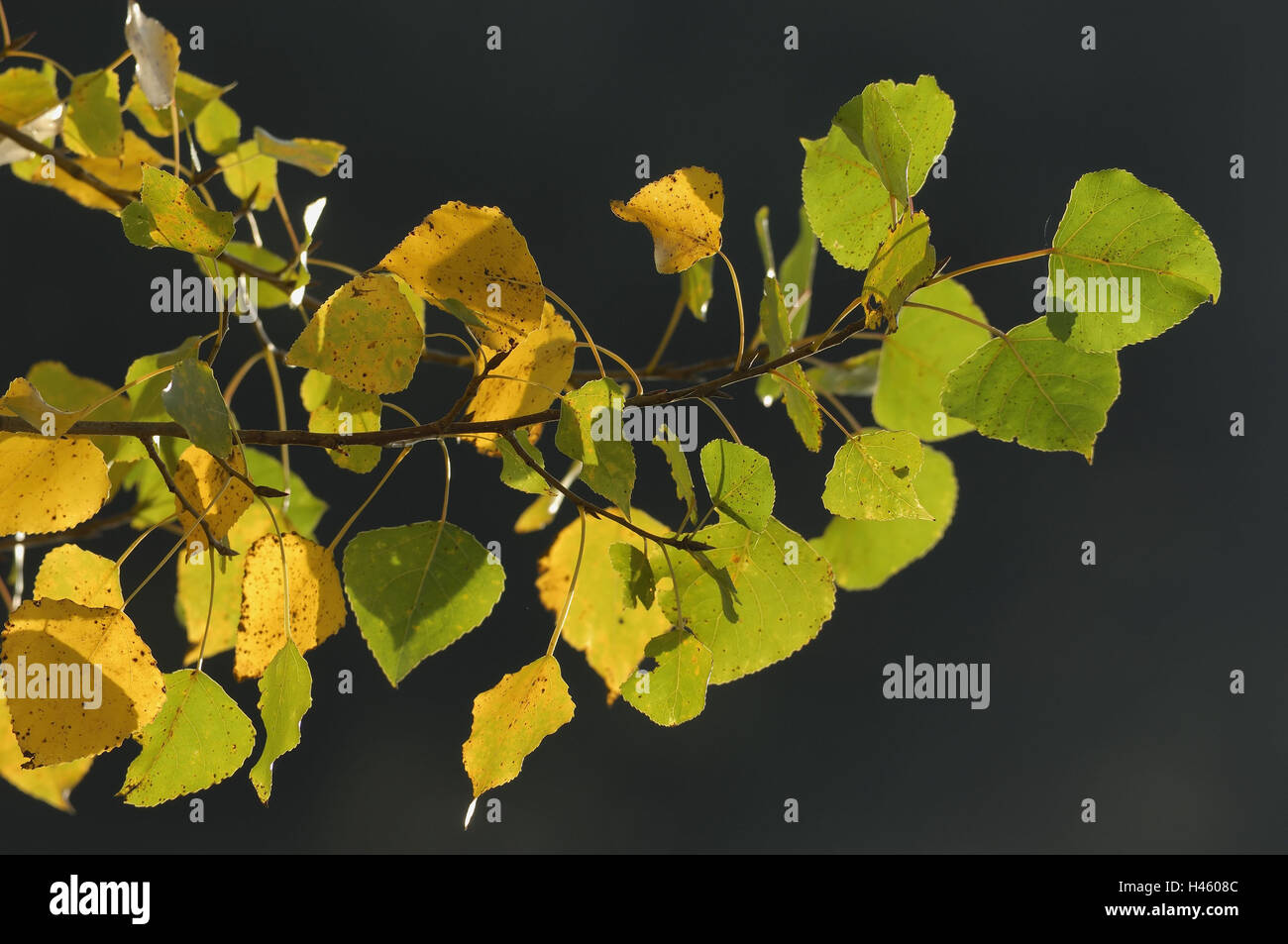 Poplar, black poplar, Populus nigra, branch, leaves, autumn, back light