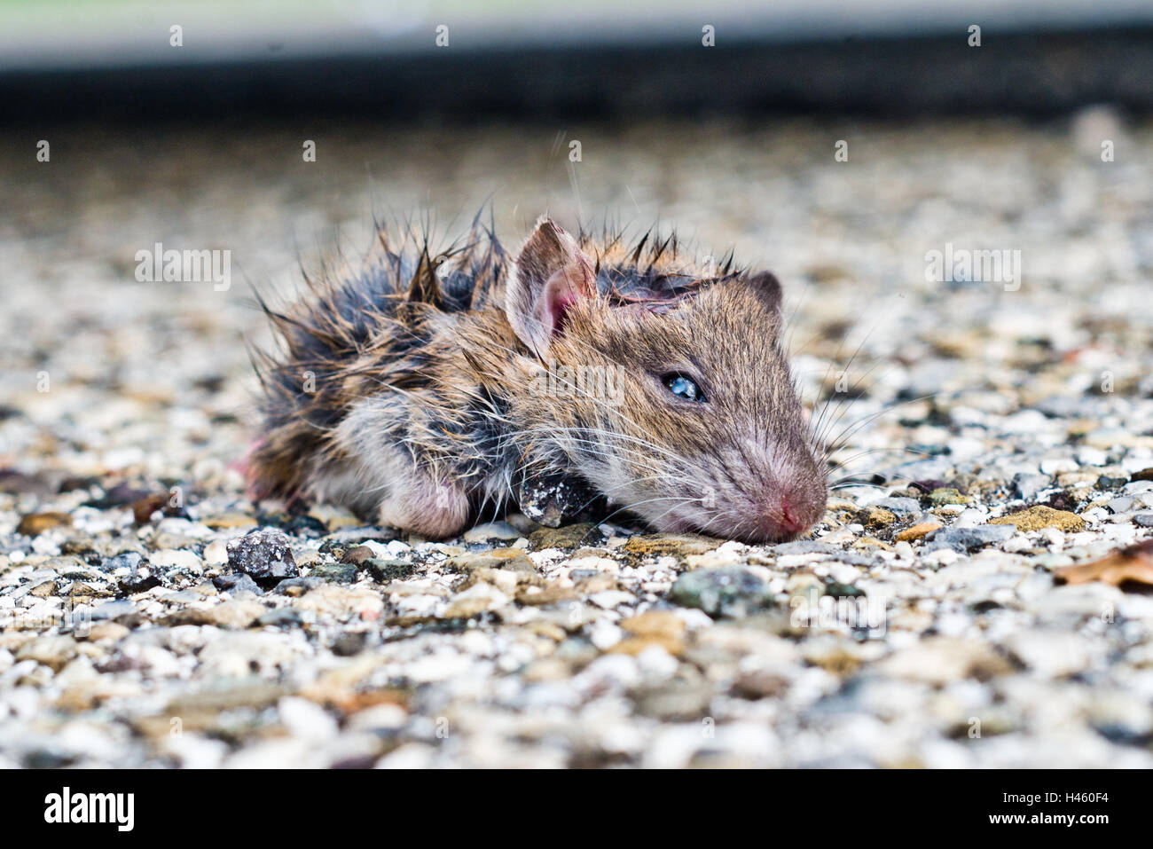 dirty little rat out from the leaves looking at you with small eyes and blacks Stock Photo