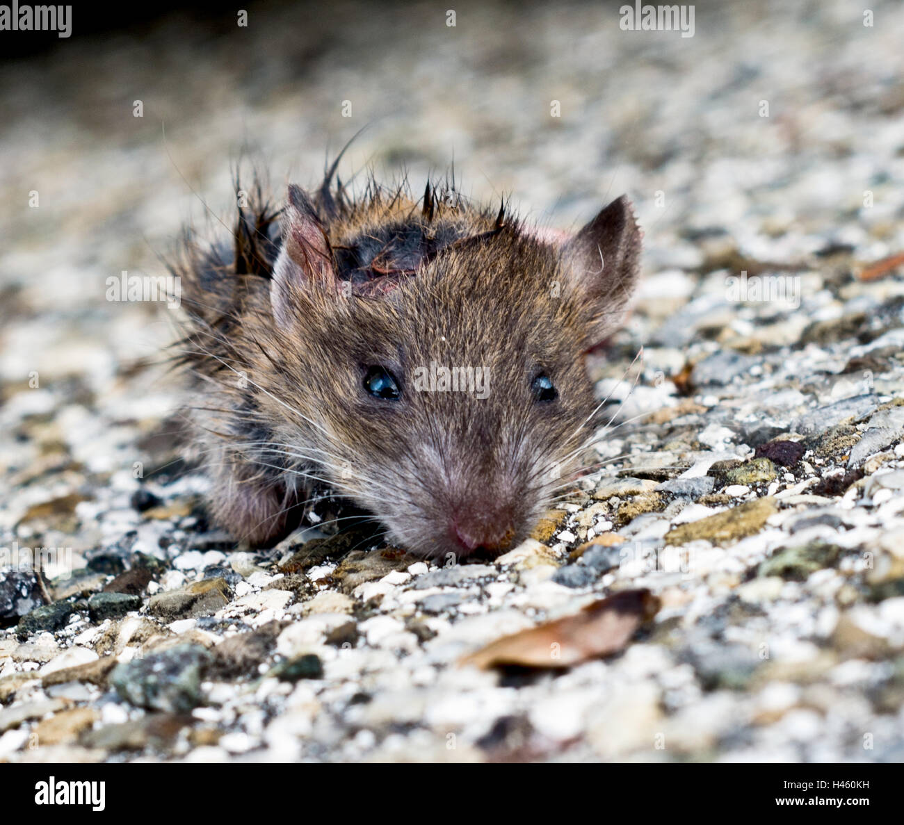 dirty little rat out from the leaves looking at you with small eyes and blacks Stock Photo