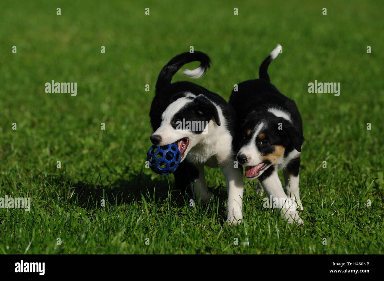 Of Border collie, puppies, meadow, play, Stock Photo
