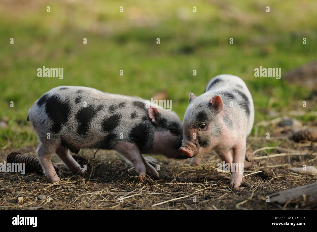 Vietnamese pendulous abdomen pigs, piglets, side view, fight, Stock Photo
