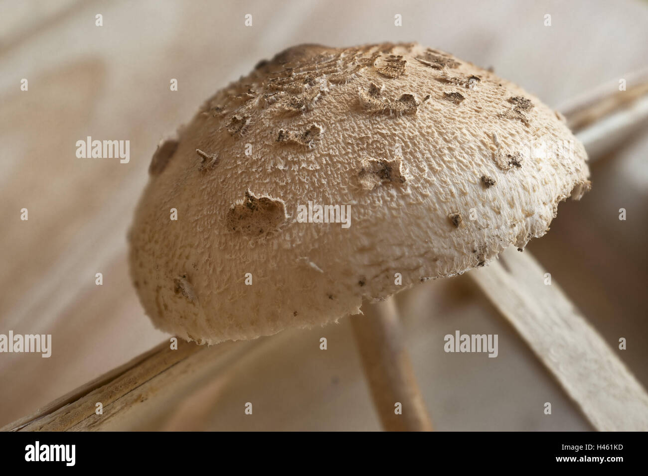 Parasol, Macrolepiota procera, edible mushrooms, fungus, fungi. Gigantic display screen fungus, Macrolepiota procera, eatable, agaric, Parasol, basket, splinter basket, studio recording, Nahaufbahme, close up, hat fungus, edible mushrooms, Stock Photo