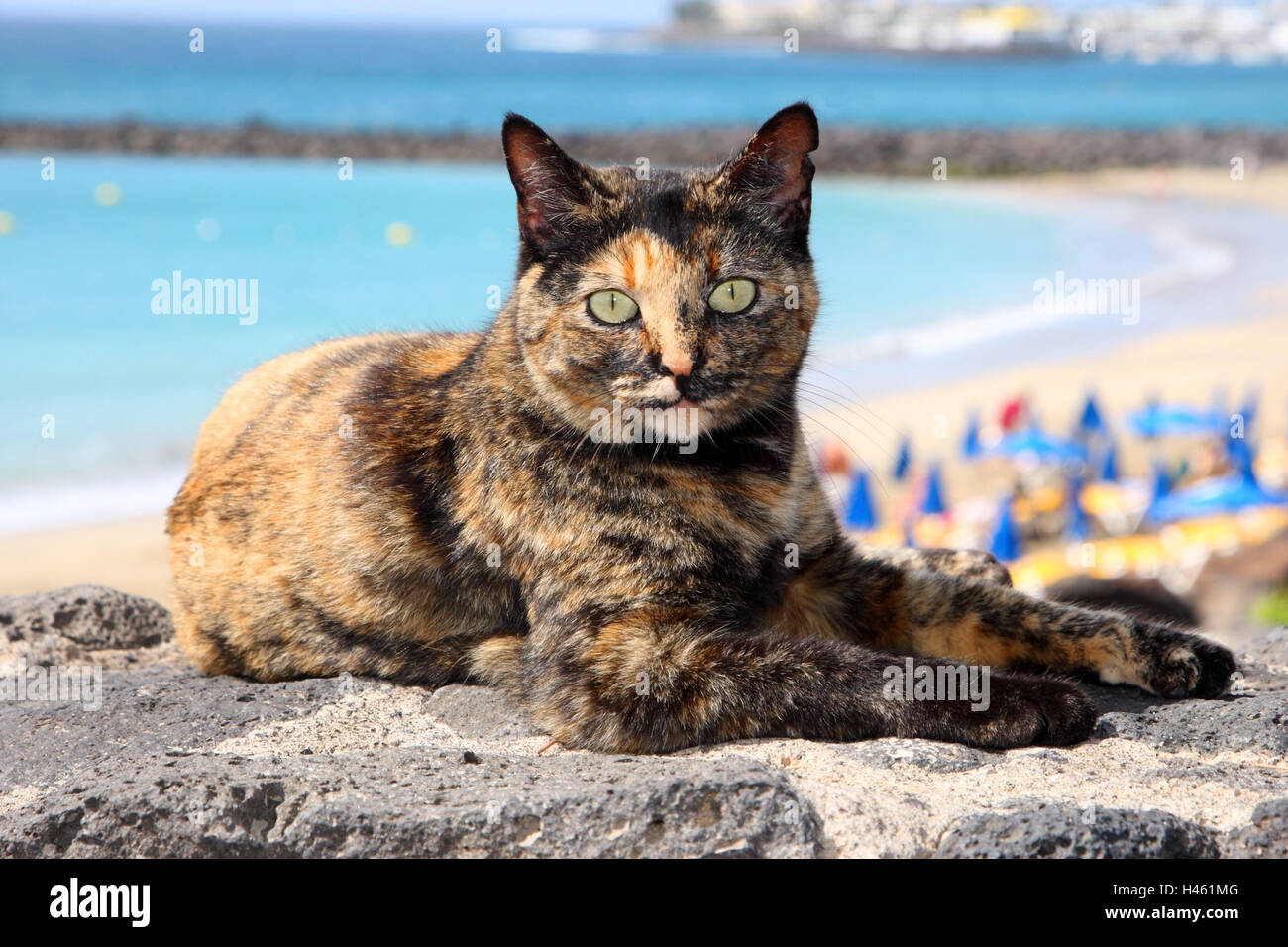 House cat, outside Stock Photo Alamy