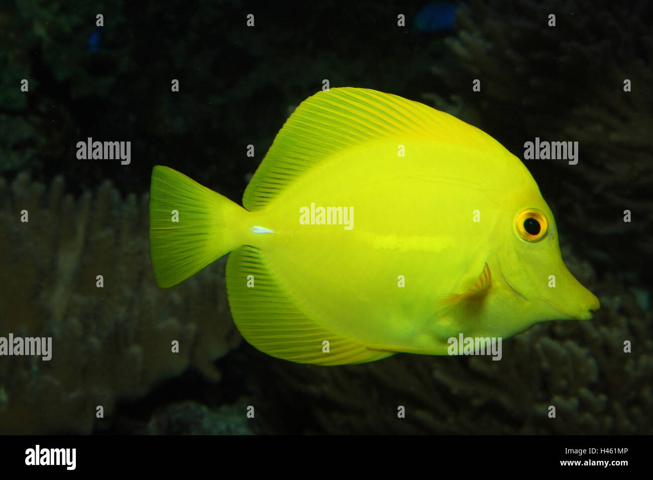 Hawaii doctors fish hires stock photography and images Alamy