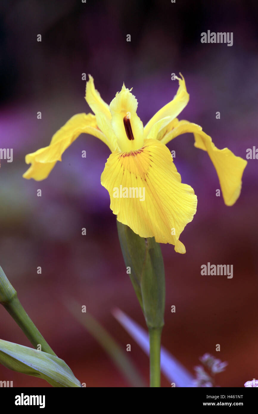 Yellow iris, iris pseudacorus, Stock Photo