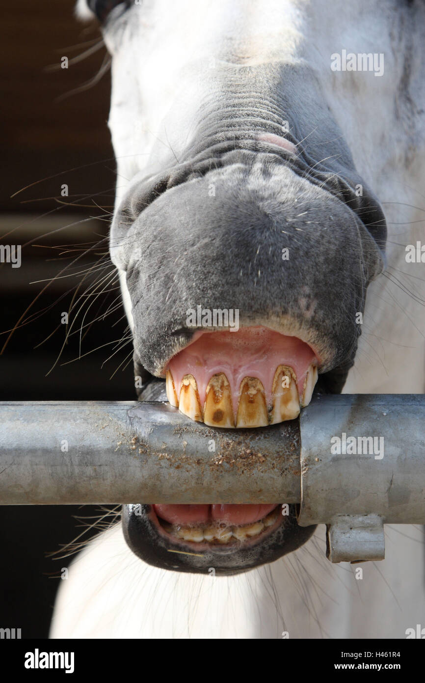 Horse nibbles at pipe Stock Photo Alamy