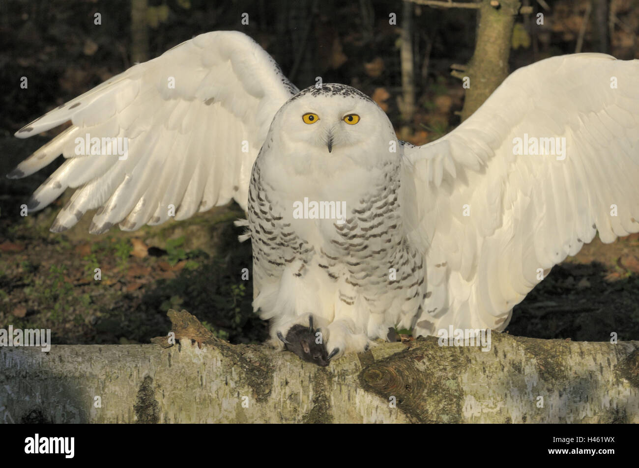 Snow owl, Nyctea scandiaca, Stock Photo