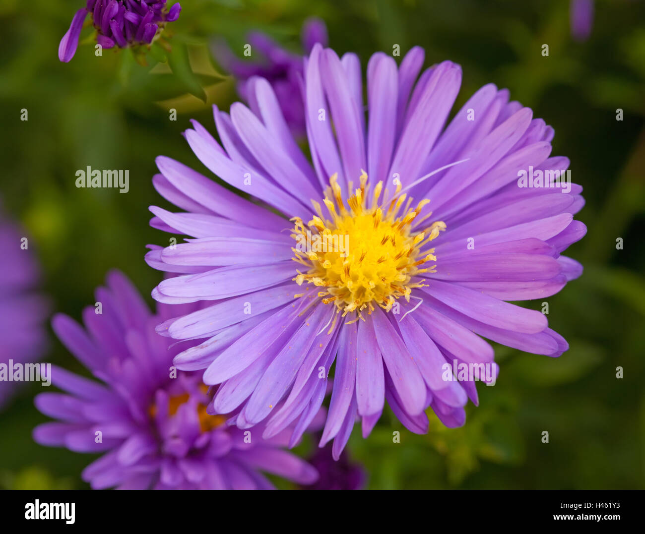 violet aster flowers detail macro Stock Photo