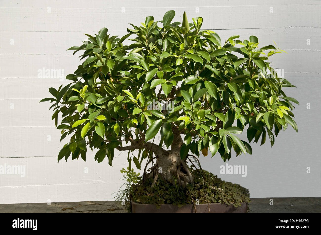 Bonsai chinese fig tree hires stock photography and images Alamy