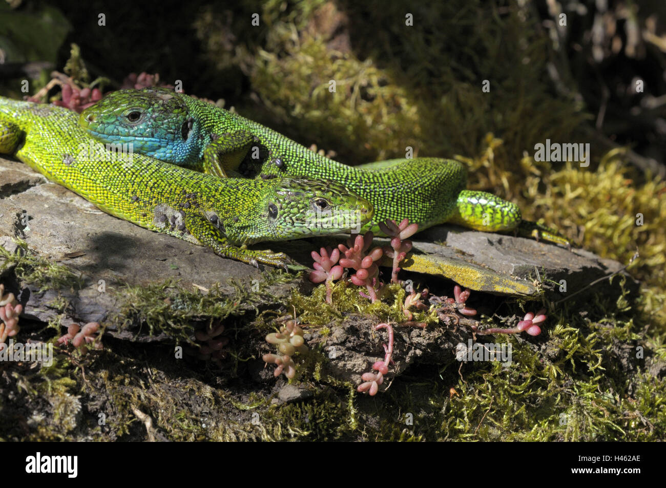 Emerald lizards, Lacerta viridis, Stock Photo
