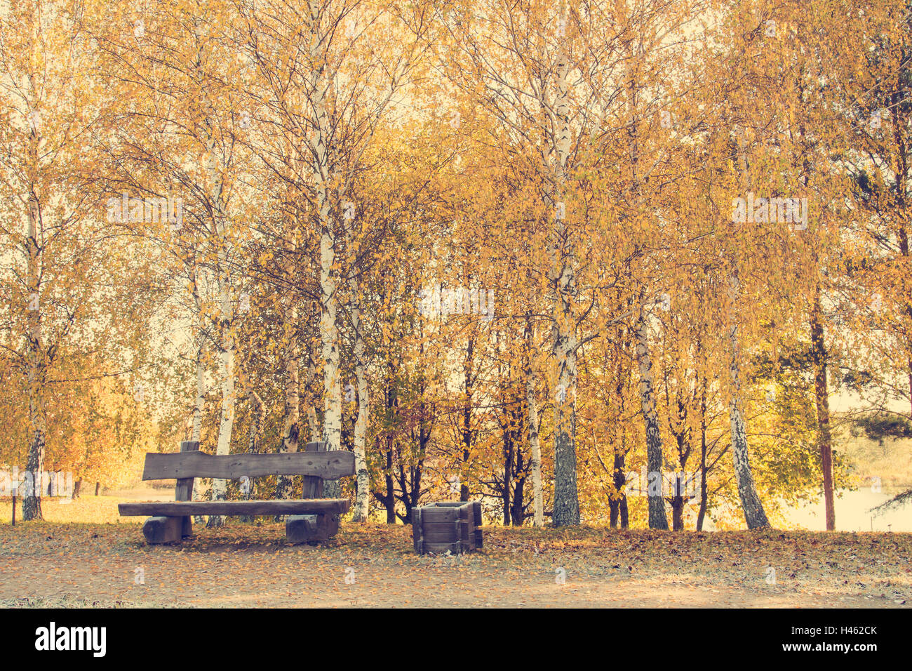 Empty wooden bench on the autumn birch trees background Stock Photo - Alamy