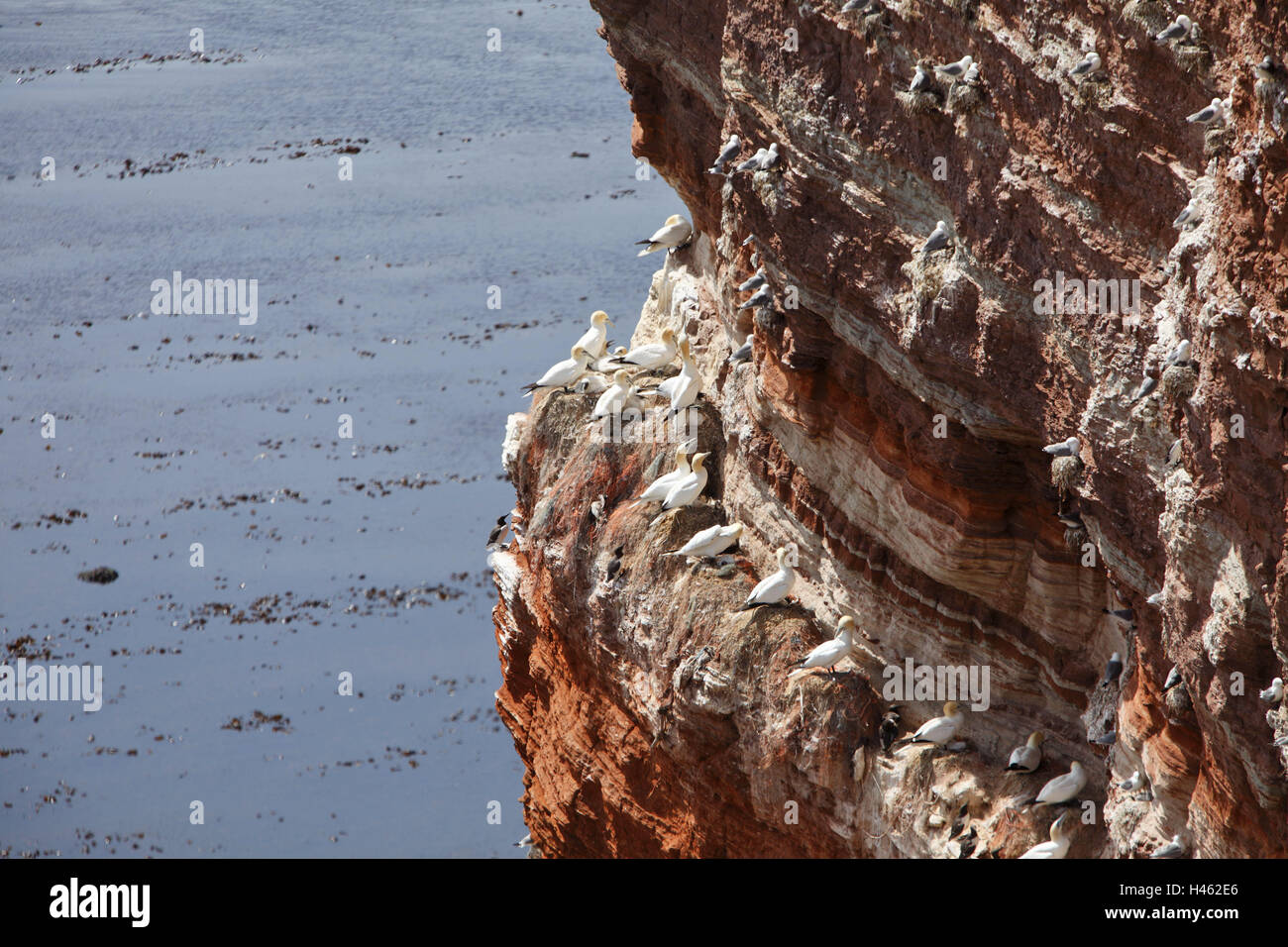 Germany, Schleswig - Holstein, Helgoland, guillemot rock, sea birds, the North Sea, island, ocean-going island, bird's rock, rock, bile projection, rock, new red sandstone, brown, red, idiot's guillemots, birds, sea bird colony, nesting places, brood, young animals, animals, sit, nature, nature reserve, sea, low tide, Stock Photo