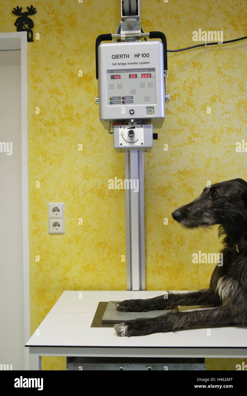 Dog, paw, radiograph, dog's paw, animal, side view, investigation
