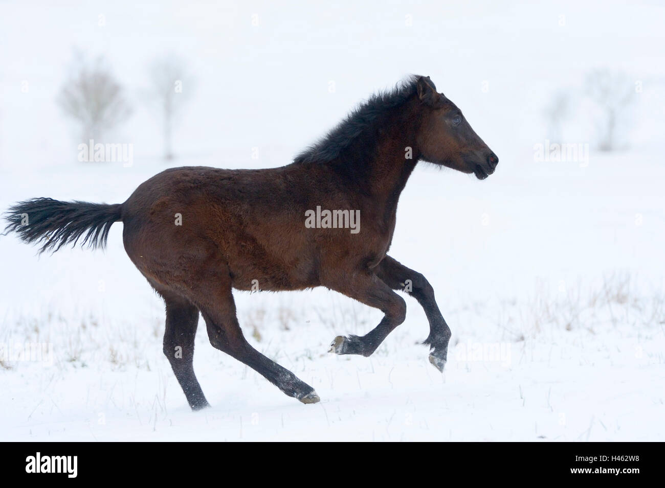 Connemara pony foal in snow Stock Photo